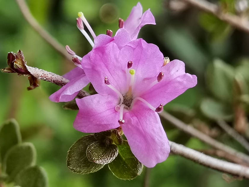 Rhododendron kiusianum var alpinum